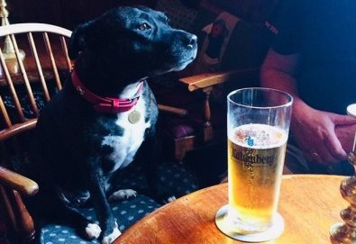 Betty, a Staffy rescue, loves to come in to the bar with some good local customers for a pint or two.
